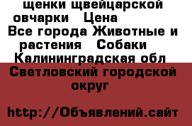 щенки щвейцарской овчарки › Цена ­ 15 000 - Все города Животные и растения » Собаки   . Калининградская обл.,Светловский городской округ 